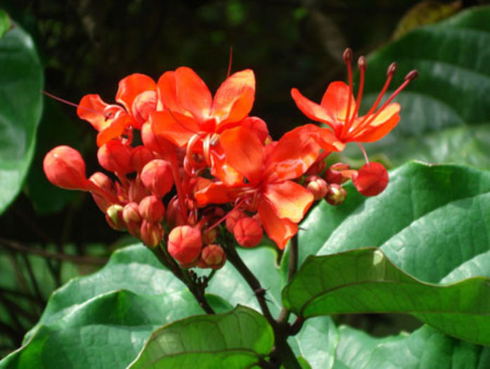 Clerodendrum splendens - DORINTE