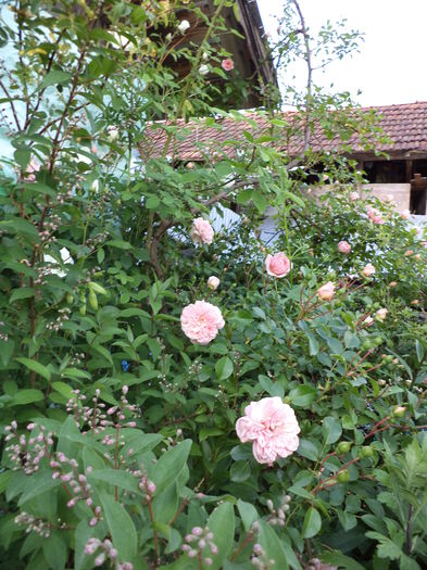 DSC03842 - ANUL 2015
