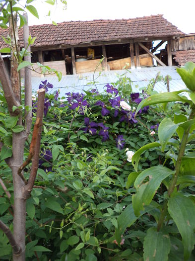 DSC03843 - ANUL 2015