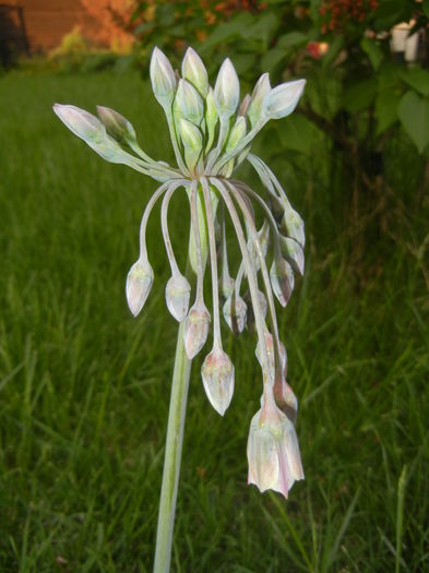 Allium siculum (2015, May 12)