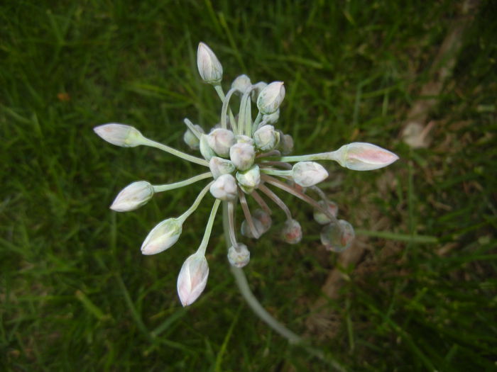 Allium siculum (2015, May 12)