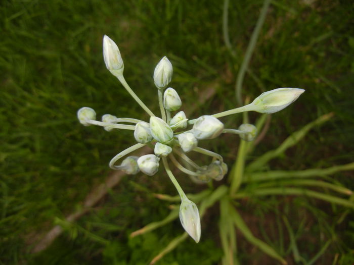 Allium siculum (2015, May 12)
