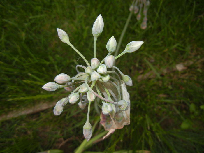 Allium siculum (2015, May 12)
