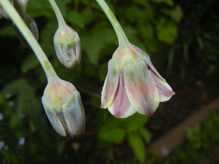 Allium siculum (2015, May 12)
