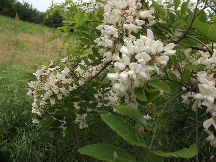 DSCF3839 - Flori amestec