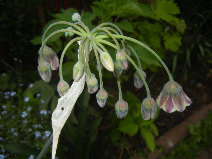 Allium siculum (2015, May 12)