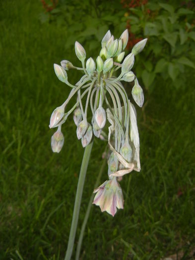 Allium siculum (2015, May 12)