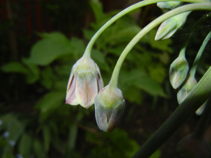 Allium siculum (2015, May 12)