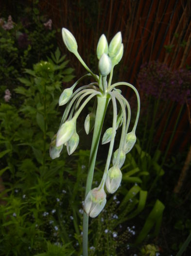 Allium siculum (2015, May 12)