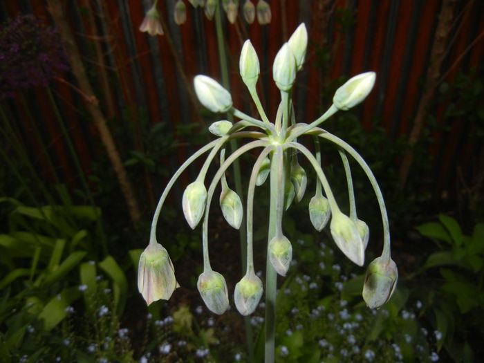 Allium siculum (2015, May 12)