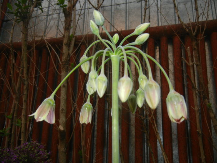 Allium siculum (2015, May 12)