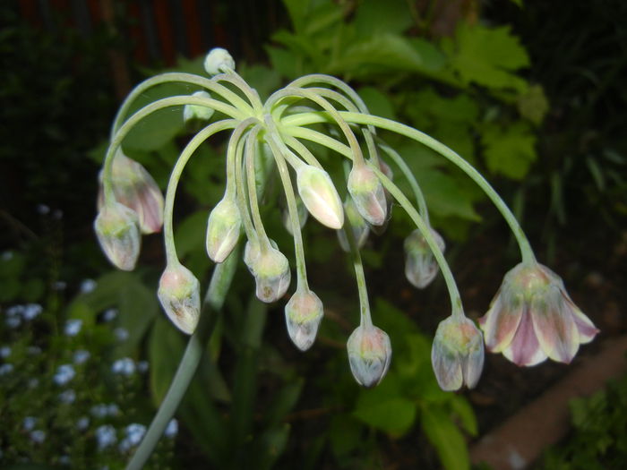 Allium siculum (2015, May 12)