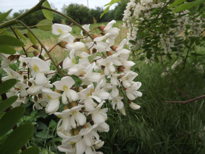 DSCF3840 - Flori amestec