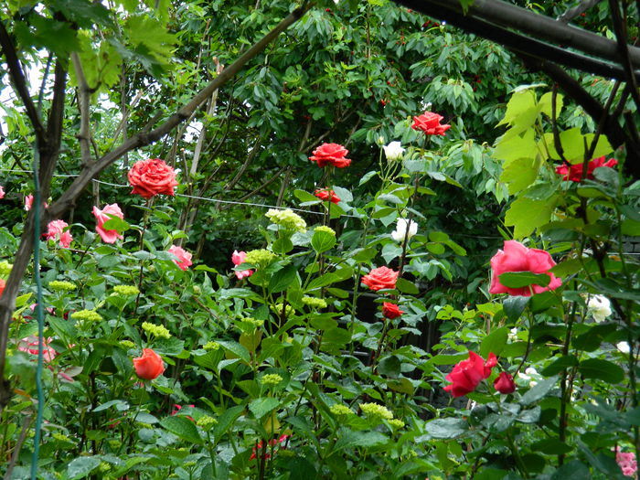 DSCN7982 - 2015_MAI_4