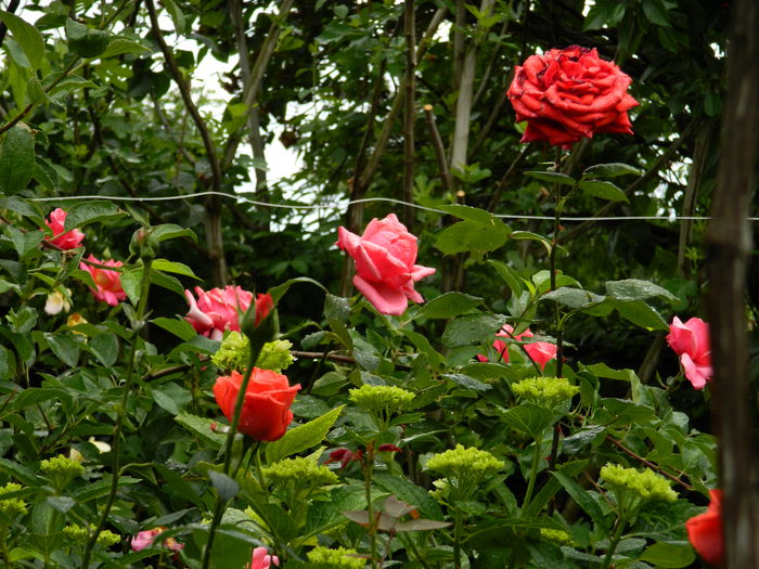 DSCN7986 - 2015_MAI_4