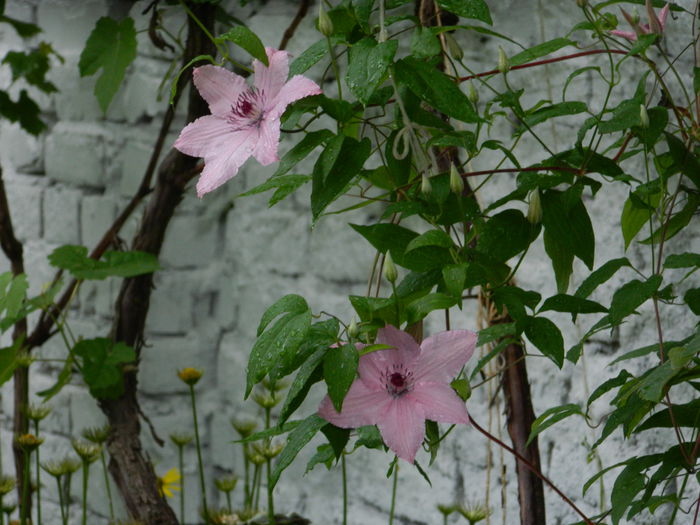 DSCN7992