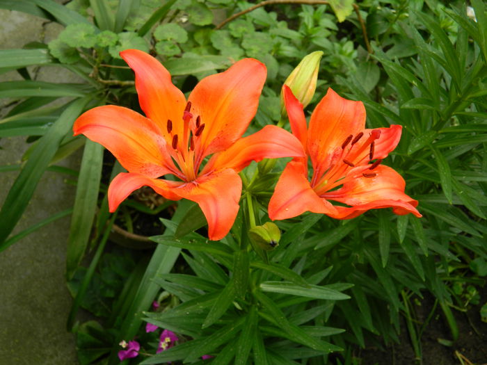 DSCN8018 - 2015_MAI_4