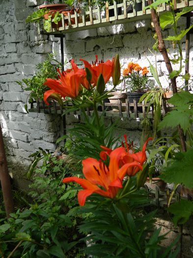 DSCN8020 - 2015_MAI_4