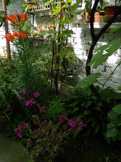 DSCN8021 - 2015_MAI_4