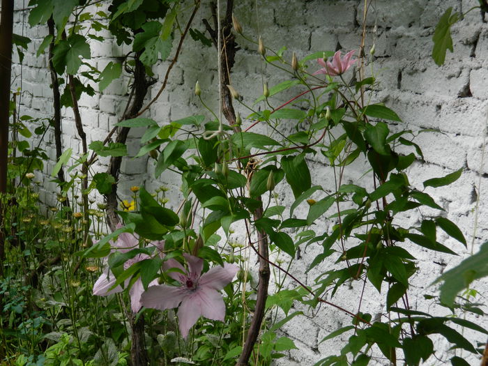 DSCN8025 - 2015_MAI_4