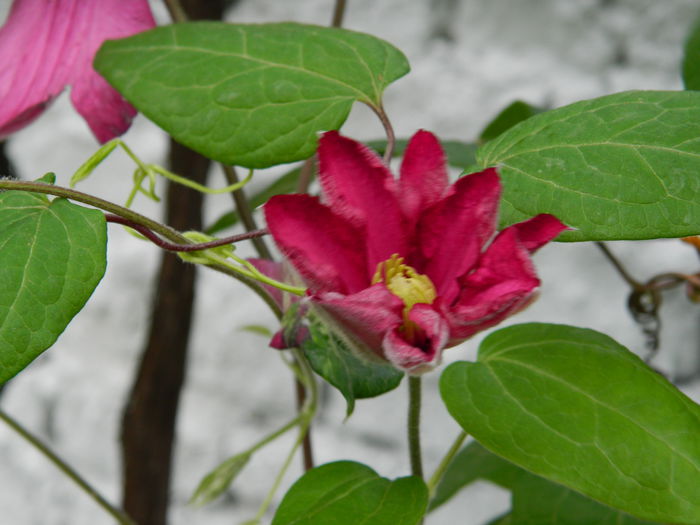 DSCN8026 - 2015_MAI_4