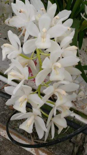 20150513_142556 - 0 Orhidee disponibile propuse spre vanzare