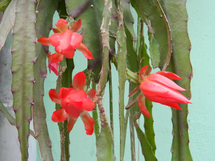 DSCN8125 - Epiphyllum oxypetalum