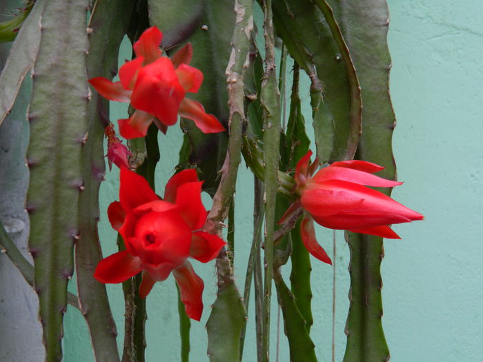 DSCN8169 - Epiphyllum oxypetalum