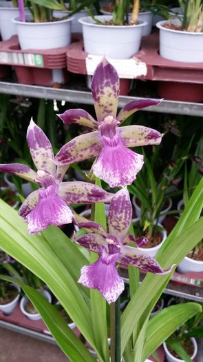 20150513_151510 - 0 Orhidee disponibile propuse spre vanzare