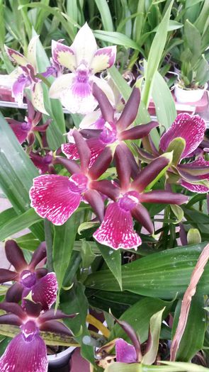 20150513_151706 - 0 Orhidee disponibile propuse spre vanzare