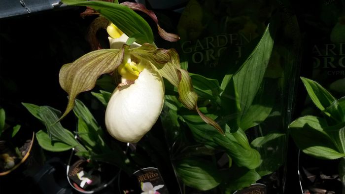 20150513_151931 - 0 Orhidee disponibile propuse spre vanzare