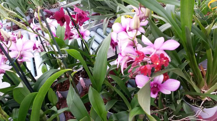 20150513_152413 - 0 Orhidee disponibile propuse spre vanzare