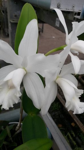 20150513_152440 - 0 Orhidee disponibile propuse spre vanzare