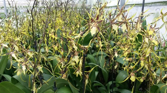 20150513_152921 - 0 Orhidee disponibile propuse spre vanzare