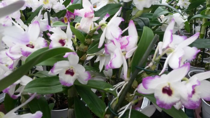 20150513_152926 - 0 Orhidee disponibile propuse spre vanzare