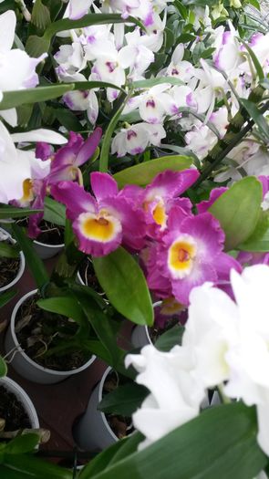 20150513_152934 - 0 Orhidee disponibile propuse spre vanzare