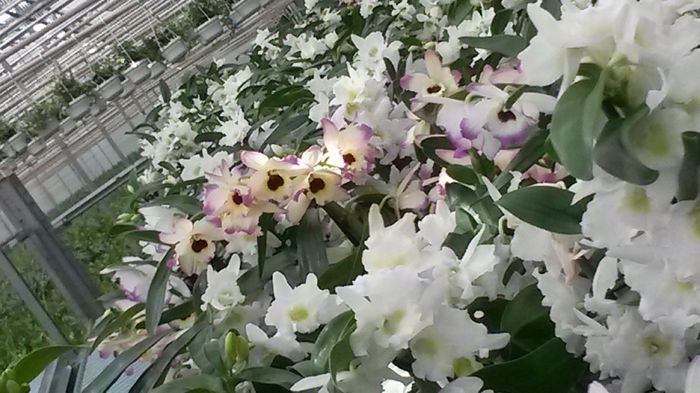 20150513_152943 - 0 Orhidee disponibile propuse spre vanzare