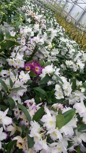 20150513_152953 - 0 Orhidee disponibile propuse spre vanzare