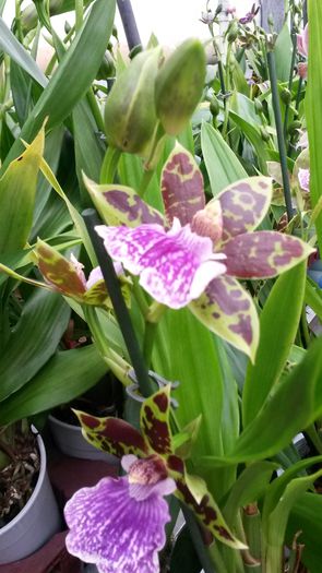 20150513_153021 - 0 Orhidee disponibile propuse spre vanzare