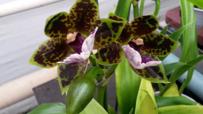 20150513_153029 - 0 Orhidee disponibile propuse spre vanzare
