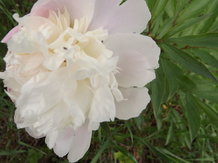 DSCF3847 - Flori amestec