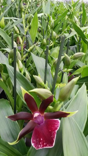 20150513_153118 - 0 Orhidee disponibile propuse spre vanzare