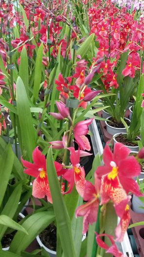 20150513_153146 - 0 Orhidee disponibile propuse spre vanzare