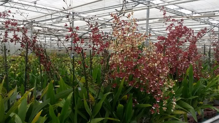 20150513_153154 - 0 Orhidee disponibile propuse spre vanzare