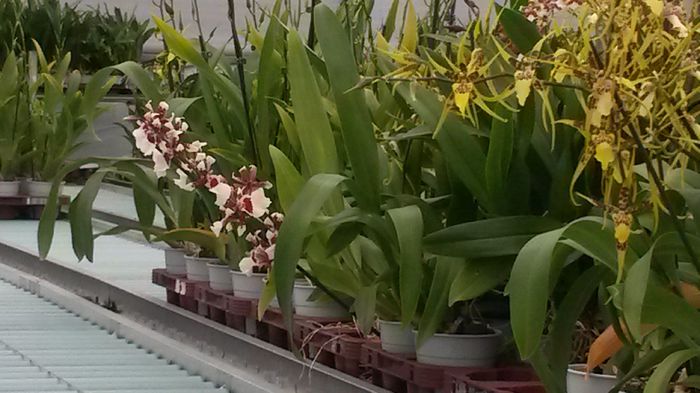 20150513_153205 - 0 Orhidee disponibile propuse spre vanzare