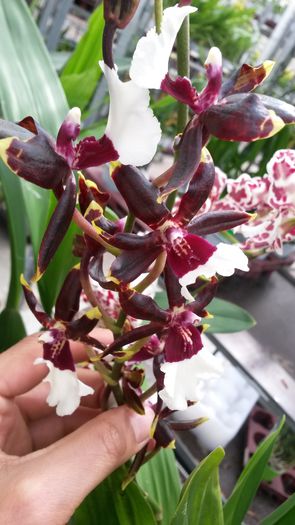 20150513_153258 - 0 Orhidee disponibile propuse spre vanzare