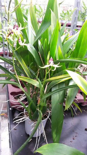 20150513_153303 - 0 Orhidee disponibile propuse spre vanzare