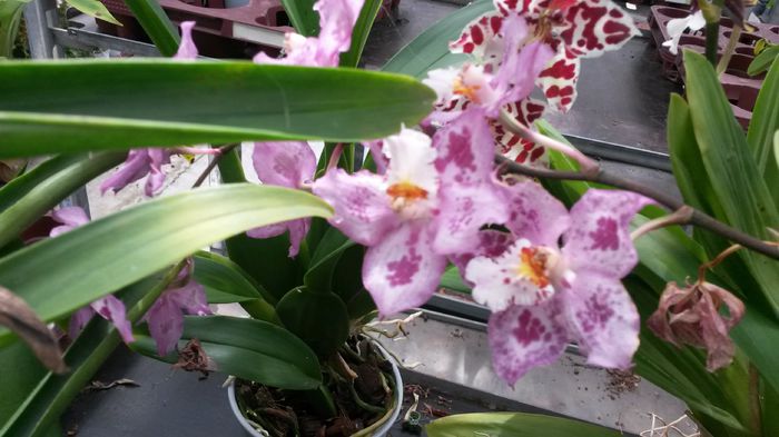 20150513_153307 - 0 Orhidee disponibile propuse spre vanzare