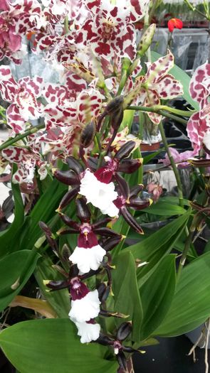 20150513_153322 - 0 Orhidee disponibile propuse spre vanzare