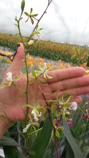 20150513_153425 - 0 Orhidee disponibile propuse spre vanzare